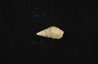 藏品(流紋蜷)的圖片